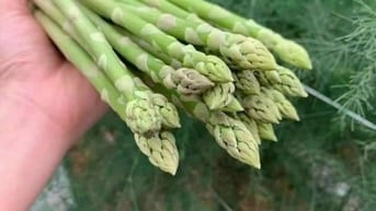Khám Phá Những Ưu Điểm Nổi Bật của Măng Tây Xanh Loại 1