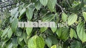 Bán đất 1 ha xã Đăk Song, tỉnh Lâm Đồng bám dọc mặt đường lớn(7m)