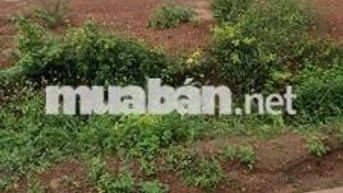 Mình chính chủ cần bán đất xây nhà