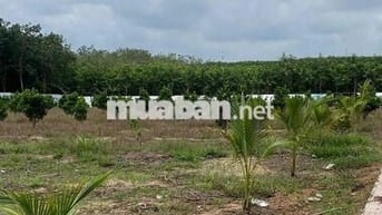 Bán lô đất 2500 m2 nở hậu 28m2 ngay Phú Giáo - TP. HCM giá ngộp
