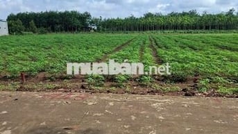 BÁN ĐẤT GẤP NGAY TRUNG TÂM PHÚ GIÁO- TP.HCM CHỈ 710 TRIỆU CÓ THỔ CƯ