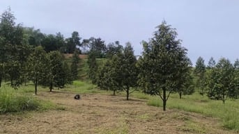 Bán 1,3 mẫu đất Quảng Trị Đà Tẻ giá chỉ 6ty900tr