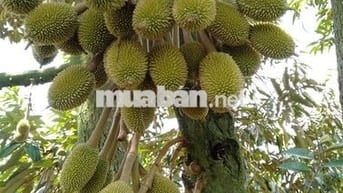 Đất vườn đẹp giá mềm gần Trảng Bom sẵn hàng cây ăn trái cổ thụ