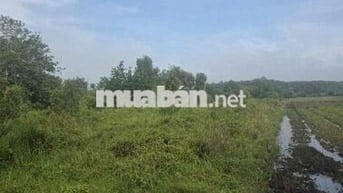 Bán đất An Tây, Bến Cát, Bình Dương với tổng diện tích 159m2 có ODT