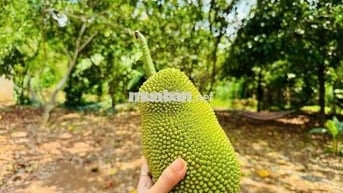 Chủ ngợp cần bán lô đất vườn để định cư nước ngoài Tại Định Quán