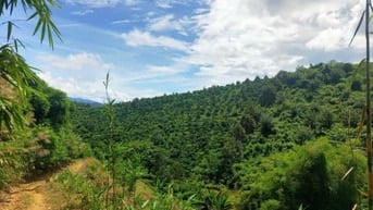 CẦN BÁN GIÁ RẺ VIEW ĐẸP. 6HEC-TA CAFE, SẦU RIÊNG XÃ ĐAM RÔNG, LÂM ĐỒNG
