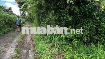 🍊 Bán Đất Vườn Long Khánh – Sầu Riêng, Bưởi, Bơ Đang Cho Trái – 3 Tỷ 7