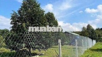 Vườn sầu 1200m2 giá 290tr phú giáo- sài gòn