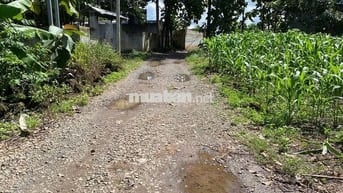 BÁN ĐẤT CÓ SẴN NHÀ CẤP 4,CÓ SĂN 100M2 THỔ CƯ VƠI 1113M2 CHỈ VỚI 1,3 TY