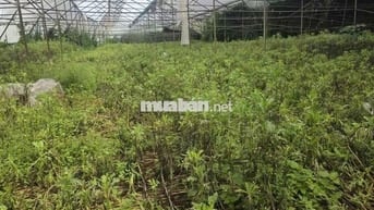 cần bán lô đất quy hoạch full đất ở, giá cực tốt view đẹp đà lạt