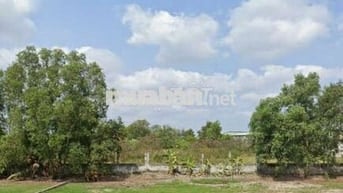 Bán đất mua vàng Đ rạch Ông Đồ, xã Bình Chánh ,Huyện Bình Chánh 995tr