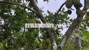 BÁN ĐẤT NÔNG NGHIỆP VẠN PHÚC (ĐẤT TRỒNG CÂY LÂU NĂM) Ô TÔ ĐỖ CỔNG