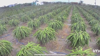 Bán đất trồng thanh long: dt( 10.000m2)