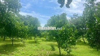 Đất sào diện tích 13x78 giá 980 triệu Phường Bình Lộc Long Khánh