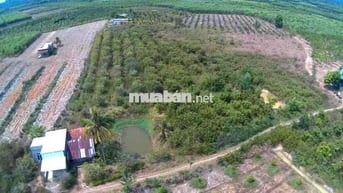 Nhà đất vườn 3.684m2. Nhà, đất vườn, ao nhỏ