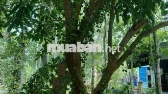 Bán vườn cây ăn trái 1466m2 xã Trung An - Củ Chi