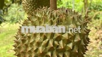 Bán gấp vườn cây ăn trái lâu năm ngay ngã tư Dầu Giây