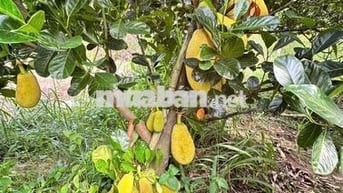 chính chủ ngộp ngân hàng bán gấp mãnh đất làm vườn