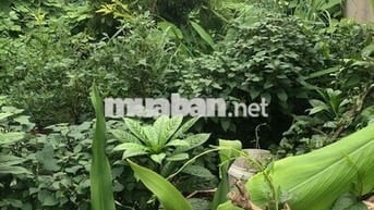 CẦN BÁN LÔ ĐẤT ĐẸP TẠI ĐẠI HỒNG MÔN - KIẾN AN