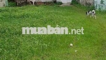 Em có lô đất cần bán ở Hàm Thuận Nam (km37 )