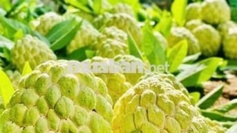 ĐƯỜNG SỎI ĐỎ QUY HOẠCH 20M. TÂN CHÂU- TÂY NINH