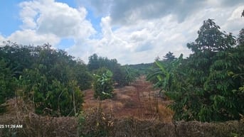 Bán đất 15000m2 tại ĐT 328, Bàu Lâm, Xuyên Mộc, 45 tỷ, view đẹp 
