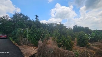 Cần tiền bán gấp lô đất tại ĐT328, Xã Bàu Lâm, Xuyên Mộc, Bà Rịa Vũng 