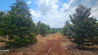 Kẹt tiền bán 5000m2 đất tại DDT328, Bàu Lâm, XM, BRVT