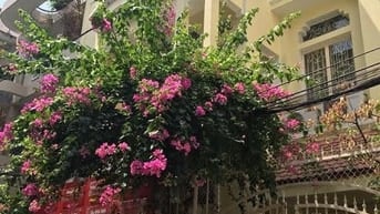 Villa mini 3  tầng, DTSD 256 m2, đường 6m, khu cao ráo, Hồ Văn Huê
