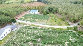 BDS NGAY TÁI ĐỊNH CƯ ,  5X40 CÓ THỔ CƯ 470 TRIỆU