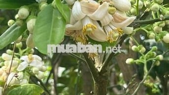 Full sầu đã cho thu tại Ea Kiết- Cư mgar- Daklak