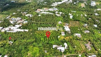 1 MẪU VƯỜN SẦU RIÊNG CHÂU THÀNH BẾN TRE