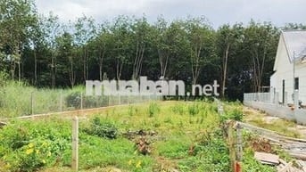 Bán cặp thổ cư liền kề 367m2 (10x37), có 200mtc, giá 690tr bao phí.