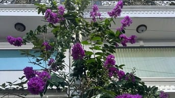 Nhà đẹp khu phân lô – Lâm Thị Hố, Q12 giáp Gò Vấp