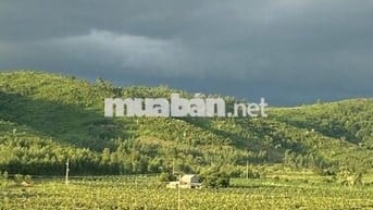 BÁN ĐẤT VƯỜN THANH LONG ĐANG KHAI THÁC - FULL TIỆN ÍCH