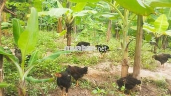Bán 5 sào ruỡi đất vườn.sẵn thổ cư. Trên đất đang trôồng cây có thu