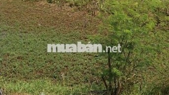 Bán cho con đi học dt 97,5m2 giá 768tr Bình Chánh