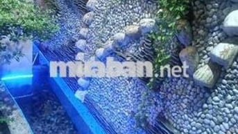 🆘🆘🆘BÌNH TÂN —- CẠNH TÊN LỬA — CHỦ GẤP BÁN GIẢM CHÀO 300TR GIÁ MỚI 7.3T