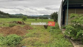 Hạ giá bán nhanh đất thổ cư 155m2, giá 970 triệu, tại Hoài Ân