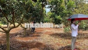 Tôi cần bán gấp vườn diện tích 580m² có sẵn 100m thổ cư