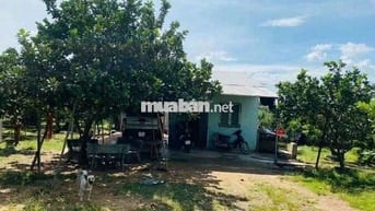 Bán nhà vườn Bình Dương giá rẻ 420 triệu