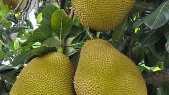 CHÍNH CHỦ CẦN RA NHANH LÔ ĐẤT VƯỜN GẦN NGÃ 4 DẦU GIÂY GIÁ CỰC MỀM 