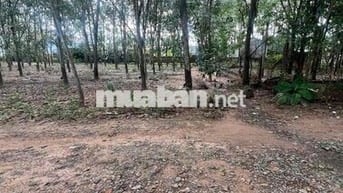 Bán đất thuộc hoà lợi bến cát thành Phố Hồ Chí Minh