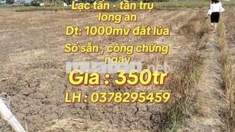 1000mv đất lúa , giá 350tr , lạc tấn - tân trụ - long an