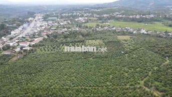 HÀNG NGỘP CẦN BÁN GẤP ĐẤT VƯỜN DI LINH