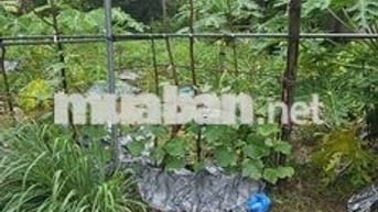 ❤️🔥Đất đẹp 136m2 Xóm Đình, Đông Xuân – Giá Tốt, Ô Tô đậu cửa