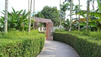 Cây chè tàu,tường rào cây xanh cây chè mạn