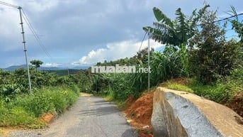 🌳 CẦN BÁN ĐẤT LỘC ĐỨC – BẢO LỘC, LÂM ĐỒNG 🌳