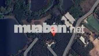 1.4HA - 300M2 THỔ CƯ - CÓ NHÀ, KHO, VÀ VƯỜN TRÀM !