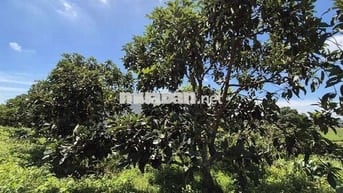 Bán lô đất nghĩ dưỡng giá cực tốt tại Bảo Lộc